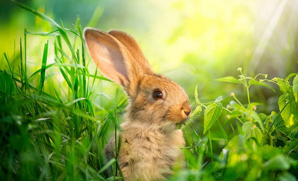 Cruelty-Free Cosmetics 